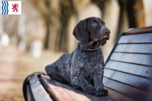 Read more about the article German Shorthair breeders and puppies in Nouvelle-Aquitaine