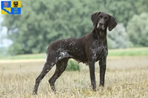 Read more about the article German Shorthair breeders and puppies in Olomouc