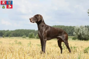 Read more about the article German Shorthair breeders and puppies in Pardubice