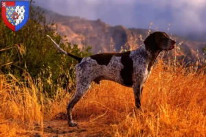 Read more about the article German Shorthair breeders and puppies in Pays de la Loire