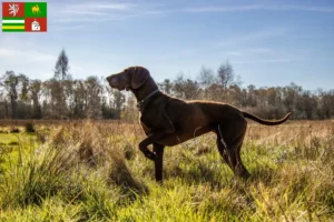 Read more about the article German Shorthair breeders and puppies in Pilsen