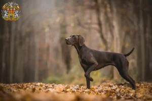 Read more about the article German Shorthair breeders and puppies in Prague