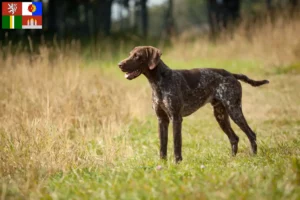 Read more about the article German Shorthair breeders and puppies in South Bohemia