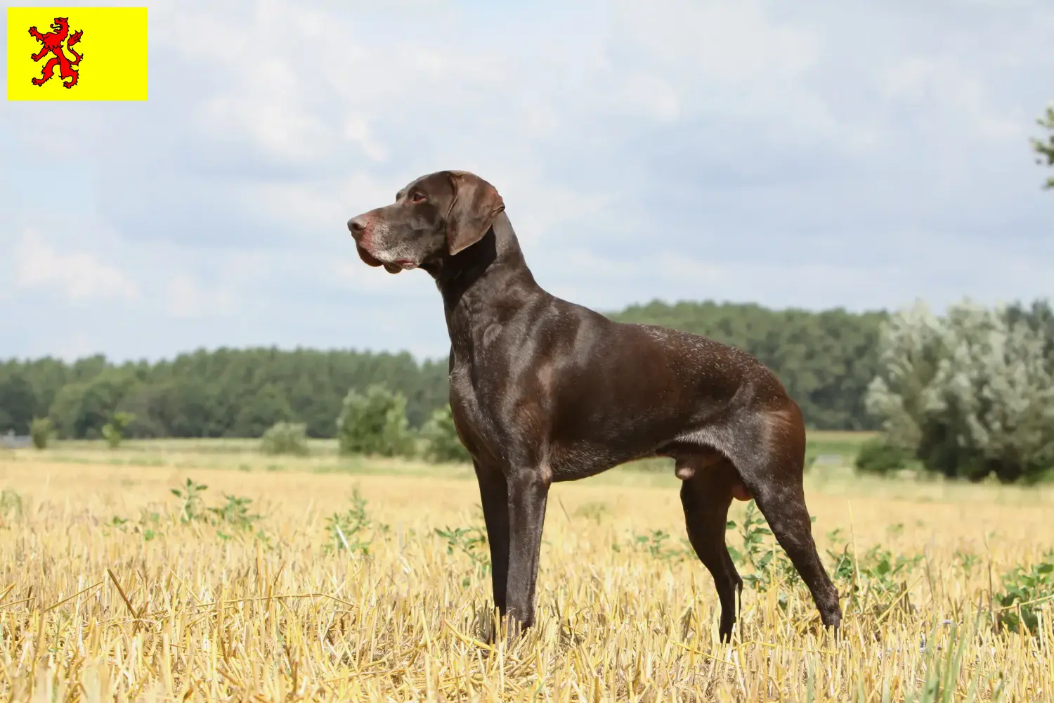 Read more about the article German Shorthair breeders and puppies in South Holland