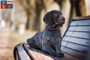 Read more about the article German Shorthair breeders and puppies in South Moravia