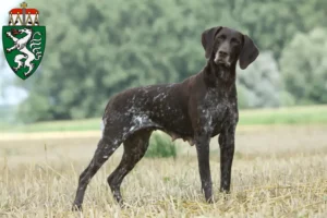 Read more about the article German Shorthair breeders and puppies in Styria