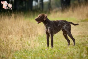 Read more about the article German Shorthair breeders and puppies in Syddanmark