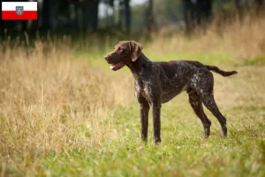 Read more about the article German Shorthair breeders and puppies in Thuringia