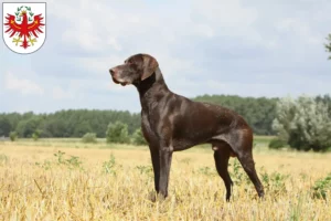 Read more about the article German Shorthair breeders and puppies in Tyrol