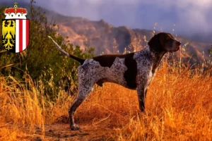 Read more about the article German Shorthair breeders and puppies in Upper Austria