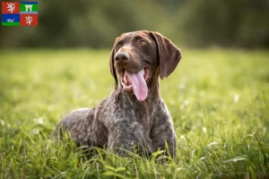 Read more about the article German Shorthair breeders and puppies in Ústí
