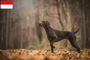 Read more about the article German Shorthair breeders and puppies in Vienna