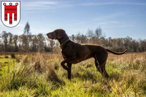 Read more about the article German Shorthair breeders and puppies in Vorarlberg