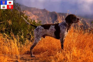 Read more about the article German Shorthair breeders and puppies in Vysočina