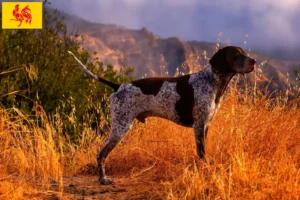 Read more about the article German Shorthair breeders and puppies in Walloon Region