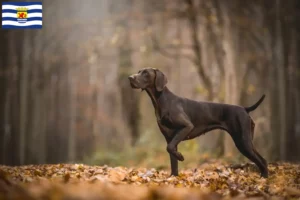 Read more about the article German Shorthair breeders and puppies in Zeeland