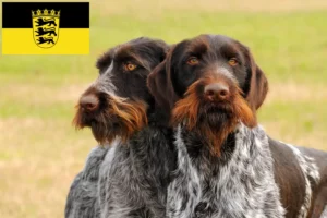 Read more about the article Deutsch Drahthaar breeders and puppies in Baden-Württemberg