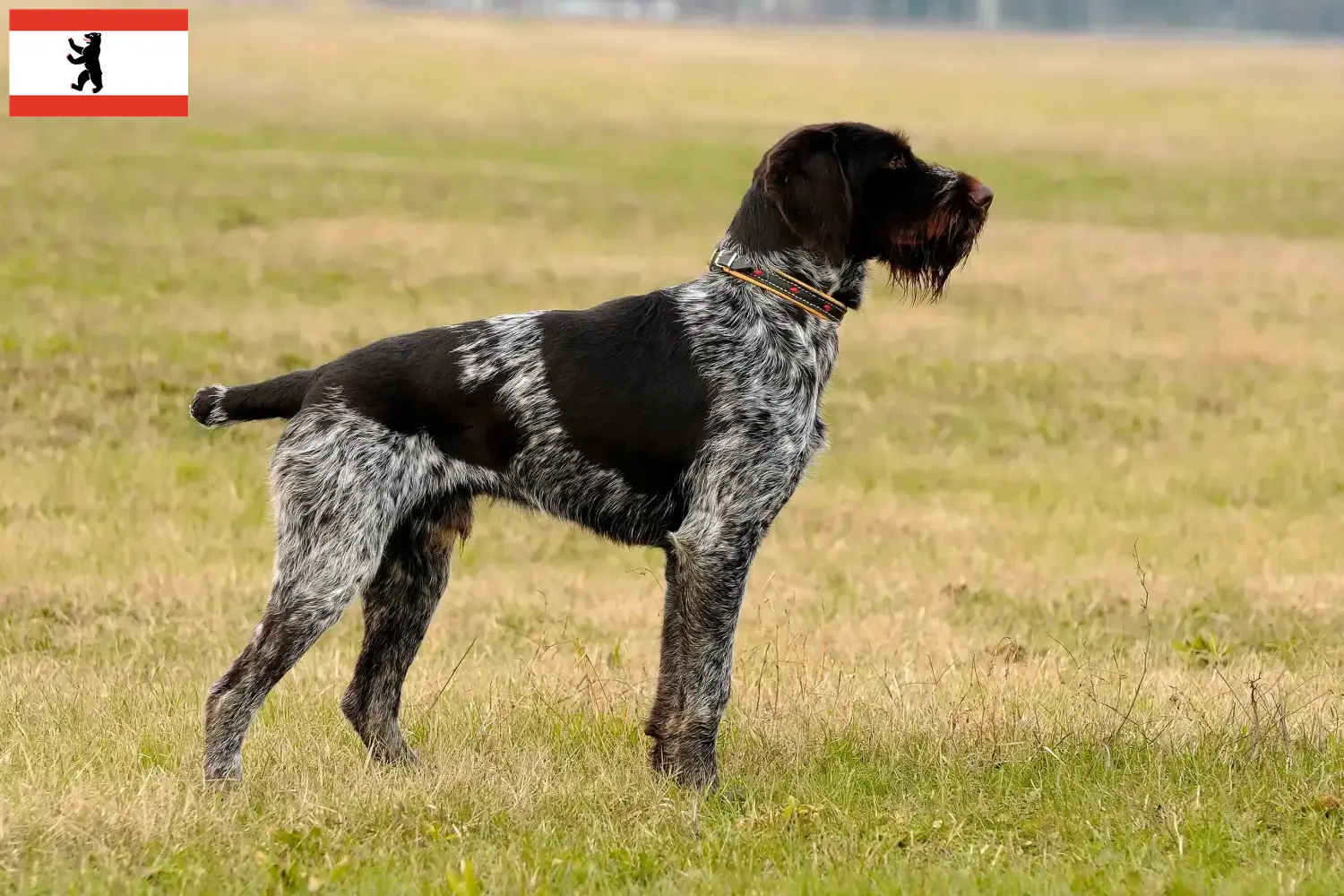 Read more about the article Deutsch Drahthaar breeders and puppies in Berlin