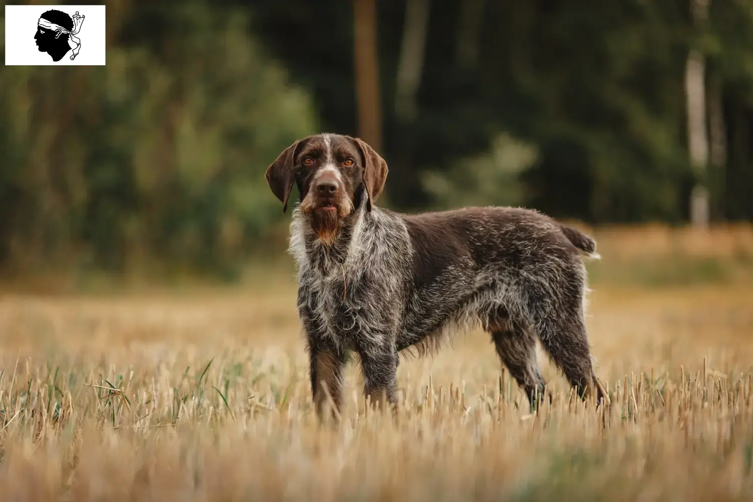 Read more about the article German Wirehair breeders and puppies in Corsica