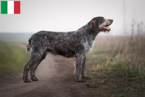 Read more about the article German Wirehair breeders and puppies in Italy