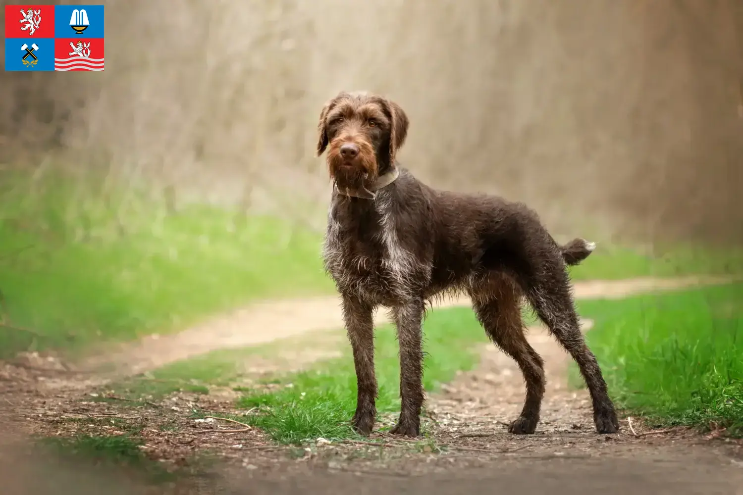 Read more about the article German Wirehair breeders and puppies in Karlsbad