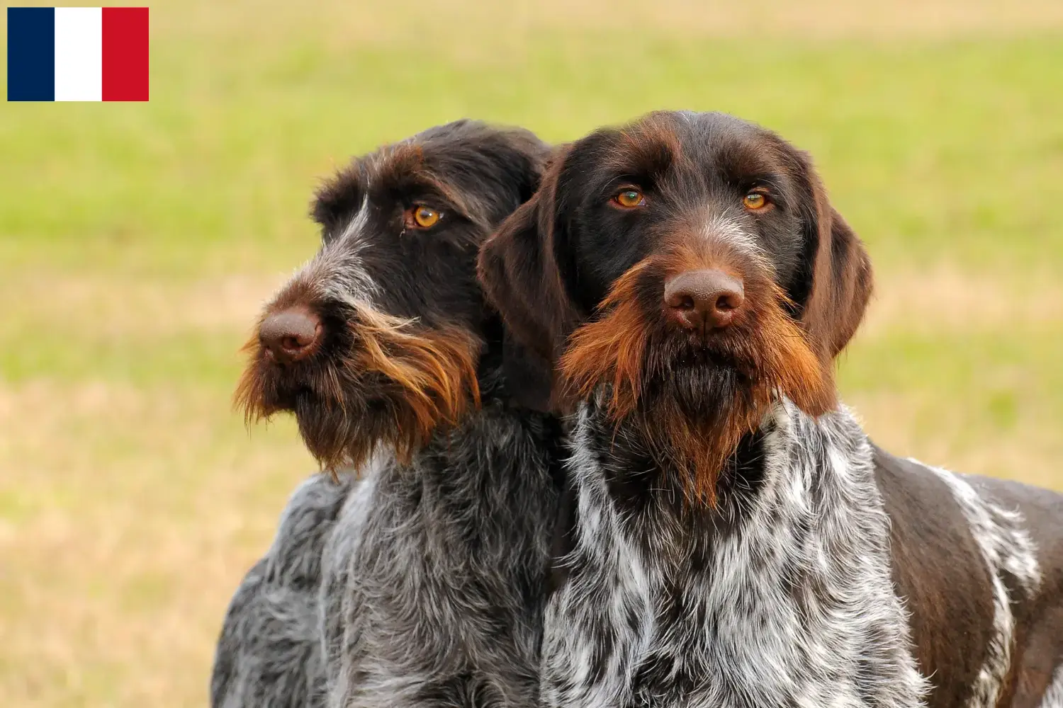 Read more about the article German Wirehair breeders and puppies in Martinique