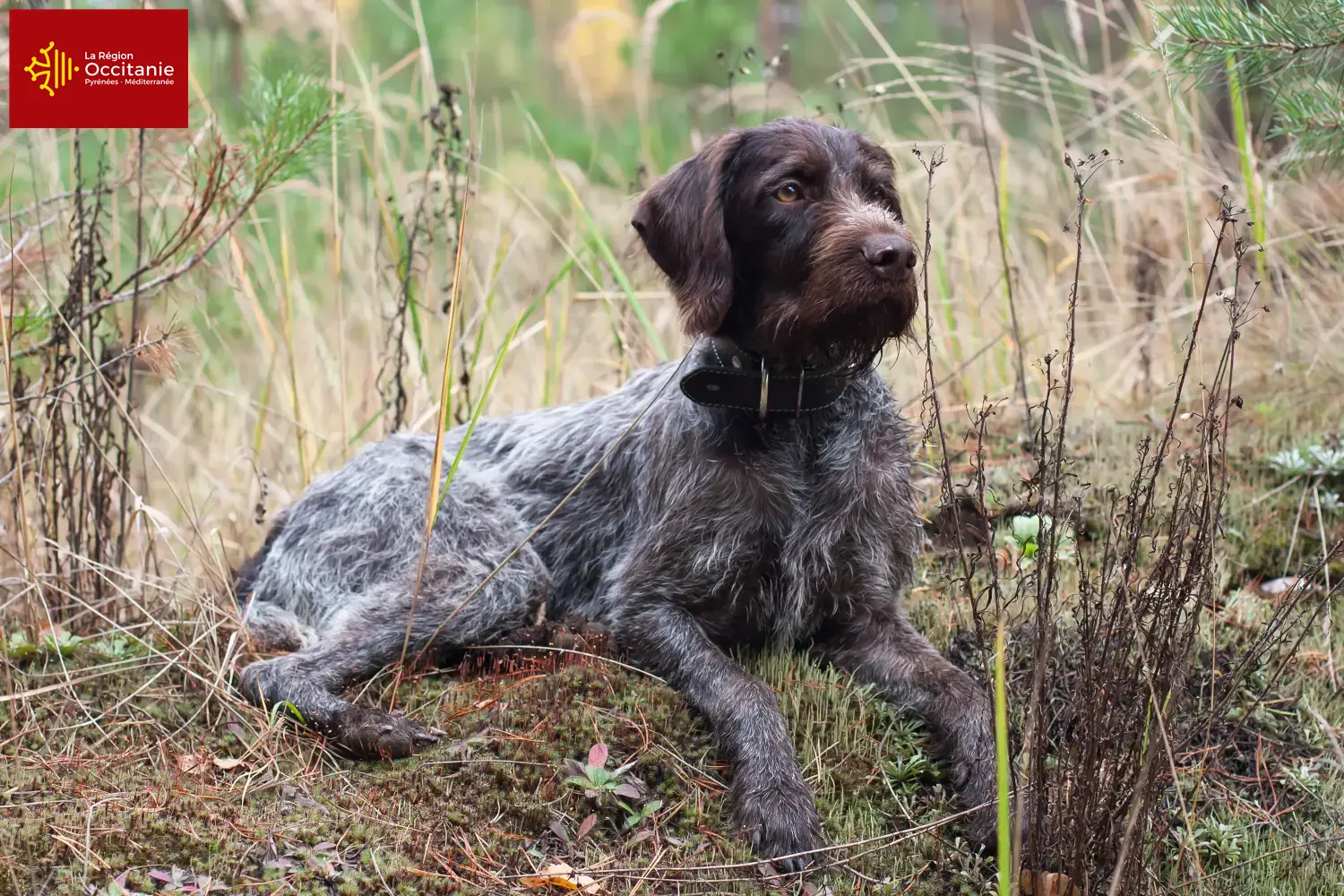 Read more about the article German Wirehair breeders and puppies in Occitania