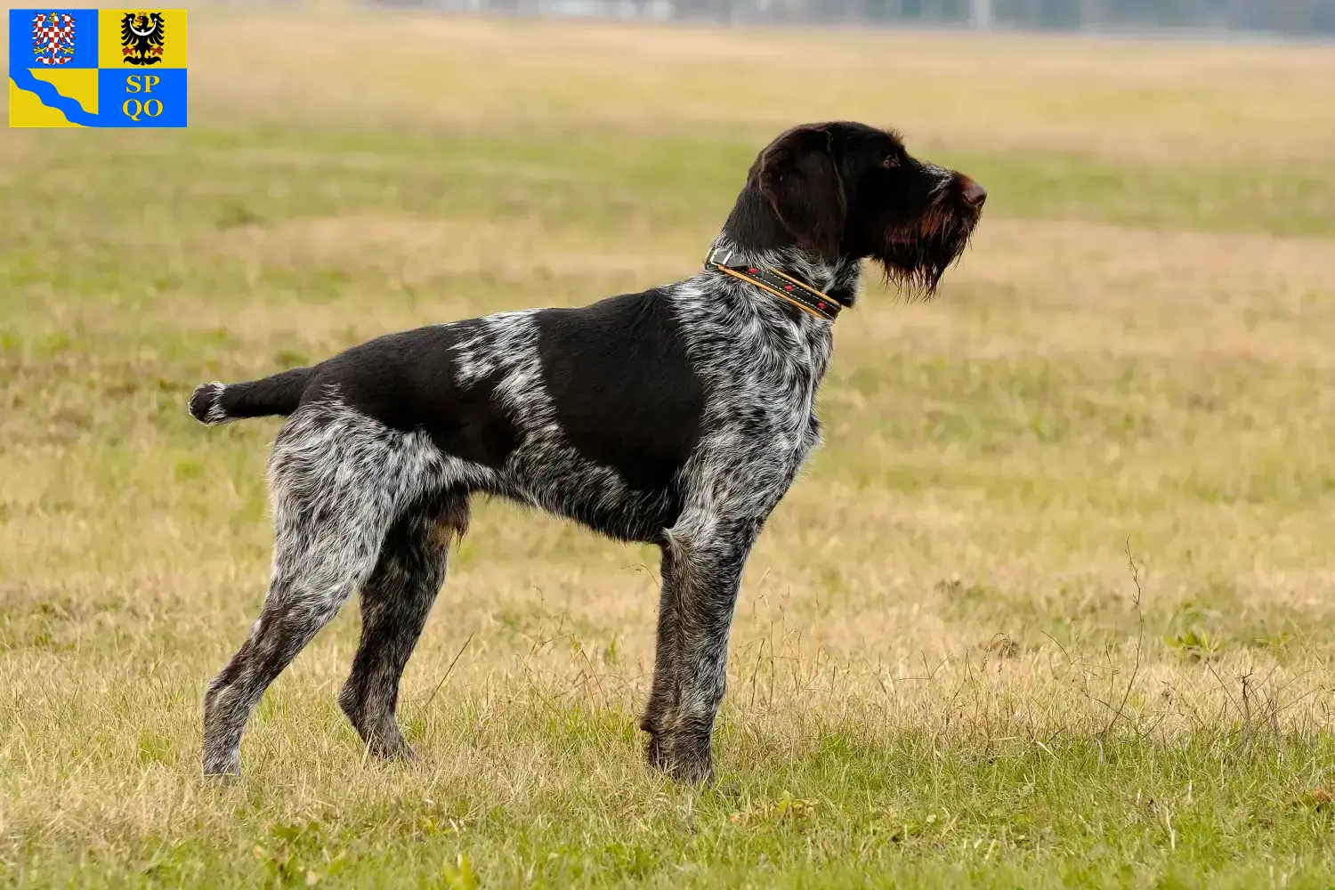 Read more about the article German Wirehair breeders and puppies in Olomouc