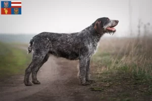Read more about the article German Wirehair breeders and puppies in South Moravia