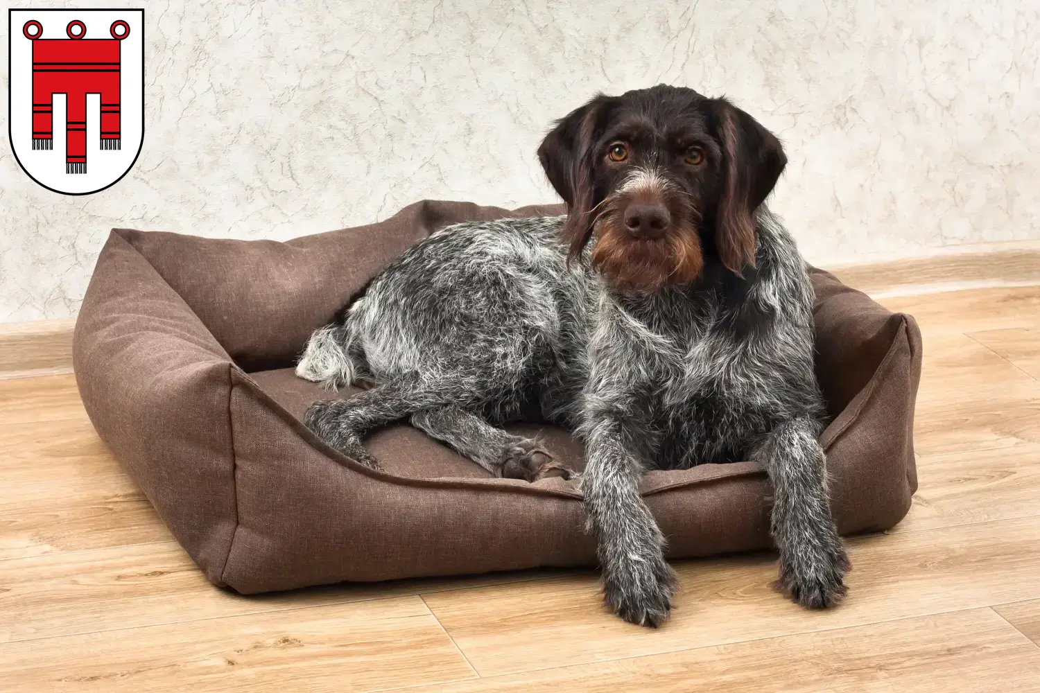 Read more about the article German Wirehair breeders and puppies in Vorarlberg