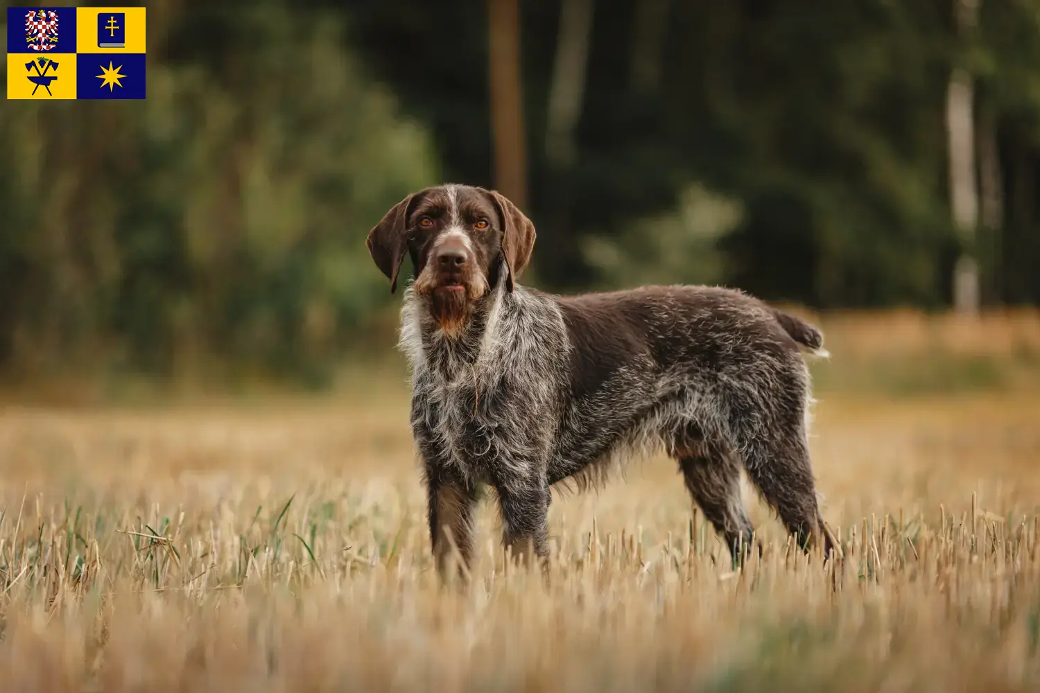 Read more about the article German Wirehair breeders and puppies in Zlín