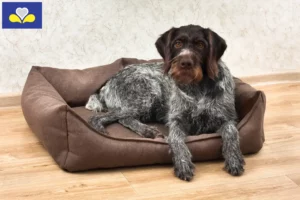 Read more about the article German Wirehair breeders and puppies in the Brussels-Capital Region