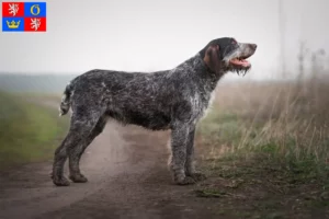 Read more about the article German Wirehair breeders and puppies in Hradec Králové