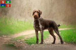 Read more about the article German Wirehair breeders and puppies in Ústí