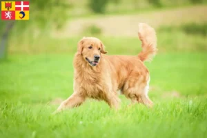 Read more about the article Golden Retriever breeders and puppies in Auvergne-Rhône-Alpes