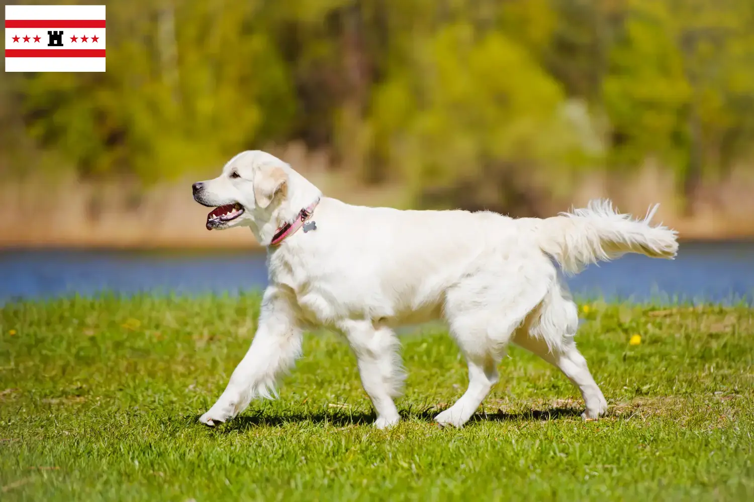 Read more about the article Golden Retriever breeders and puppies in Drenthe