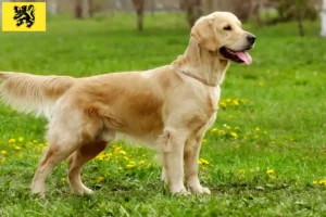 Read more about the article Golden Retriever breeders and puppies in Flanders