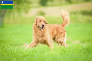 Read more about the article Golden Retriever breeders and puppies in Flevoland