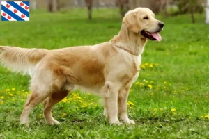 Read more about the article Golden Retriever breeders and puppies in Friesland