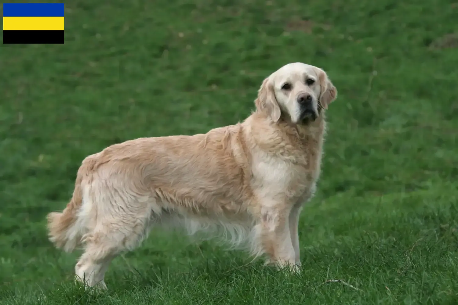 Read more about the article Golden Retriever breeders and puppies in Gelderland