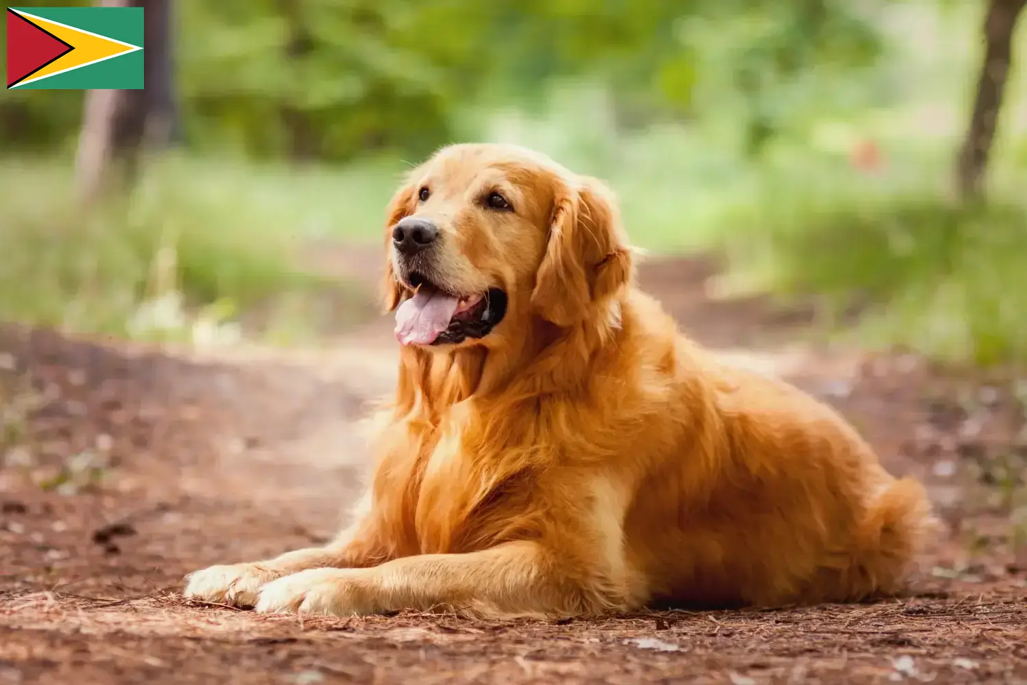 Read more about the article Golden Retriever breeders and puppies in Guyana