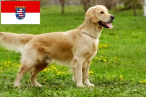 Read more about the article Golden Retriever breeders and puppies in Hessen