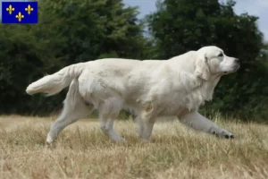 Read more about the article Golden Retriever breeders and puppies in Île-de-France