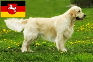 Read more about the article Golden Retriever breeders and puppies in Lower Saxony