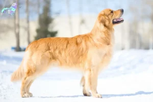 Read more about the article Golden Retriever breeders and puppies in Nordjylland