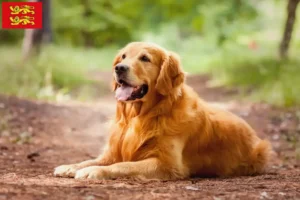 Read more about the article Golden Retriever breeders and puppies in Normandy