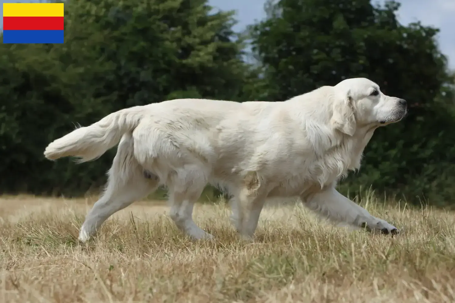 Read more about the article Golden Retriever breeders and puppies in North Holland