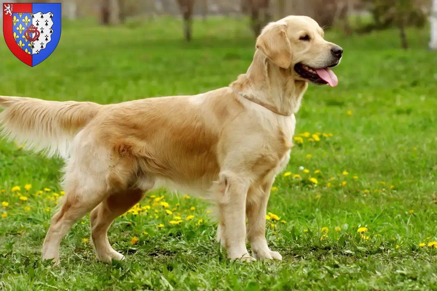 Read more about the article Golden Retriever breeders and puppies in Pays de la Loire