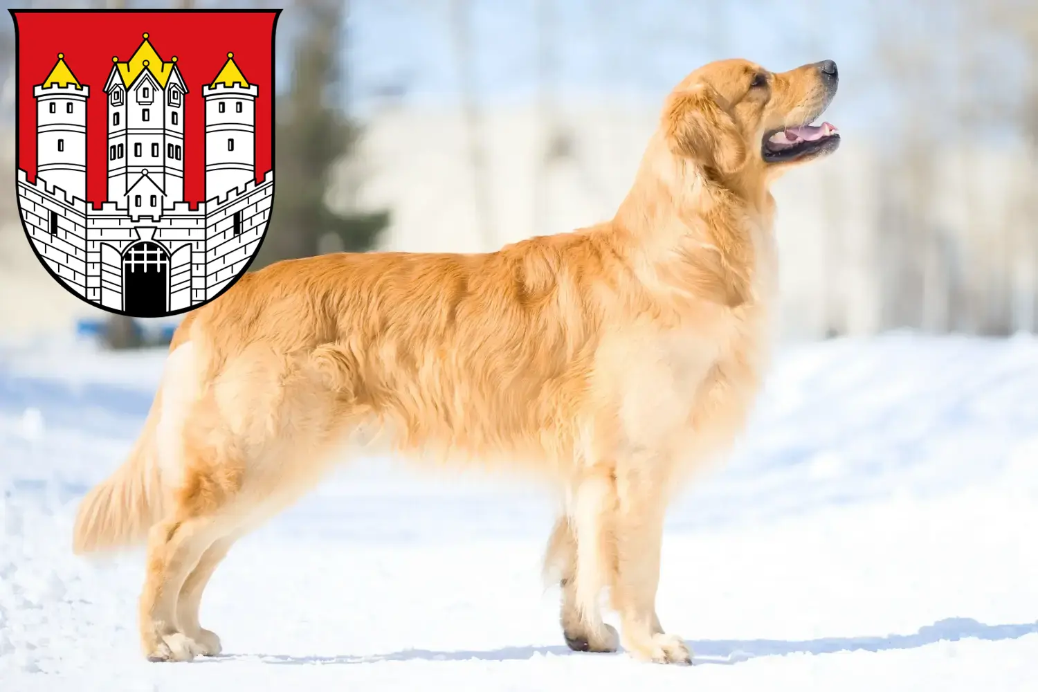 Read more about the article Golden Retriever breeders and puppies in Salzburg