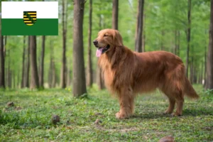 Read more about the article Golden Retriever breeders and puppies in Saxony